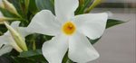 Designer_White