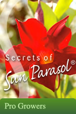Sun Parasol Growers