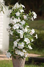 Sun-Parasol-Giant-Pure-White